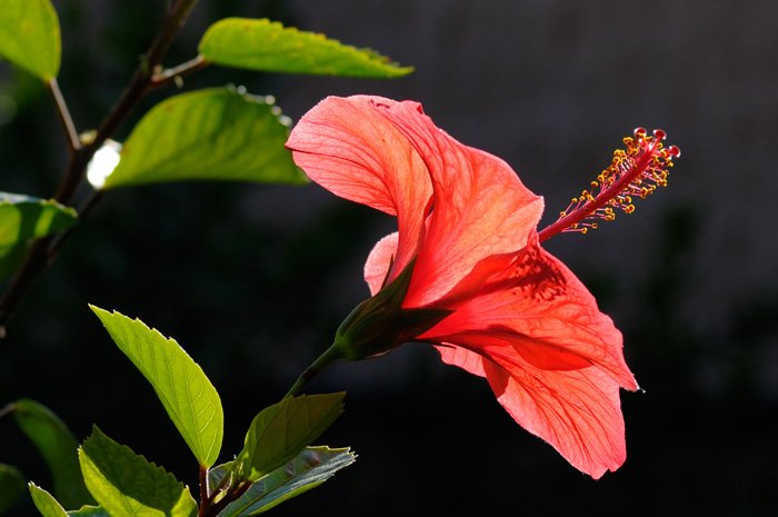 hibiscus2.jpg