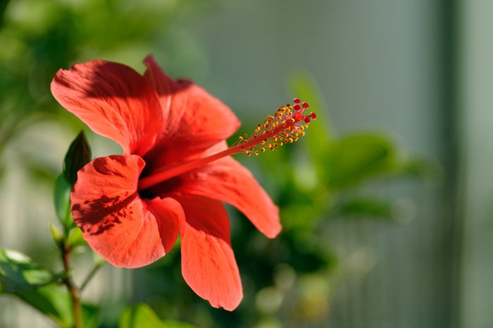 hibiscus.jpg