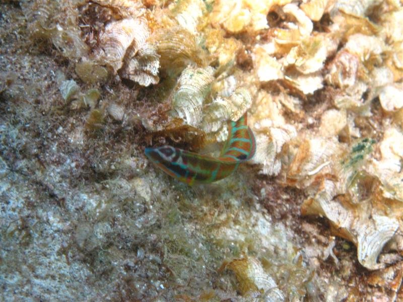 IMG_0090 (Medium).JPG