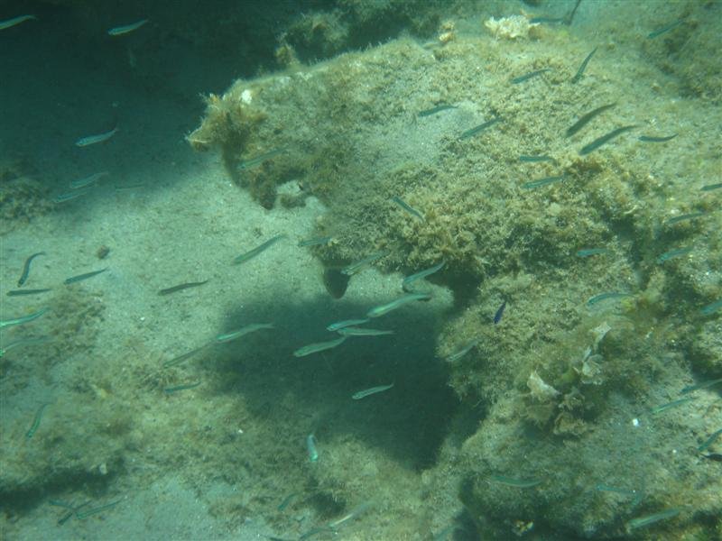 IMG_0224 (Medium).JPG