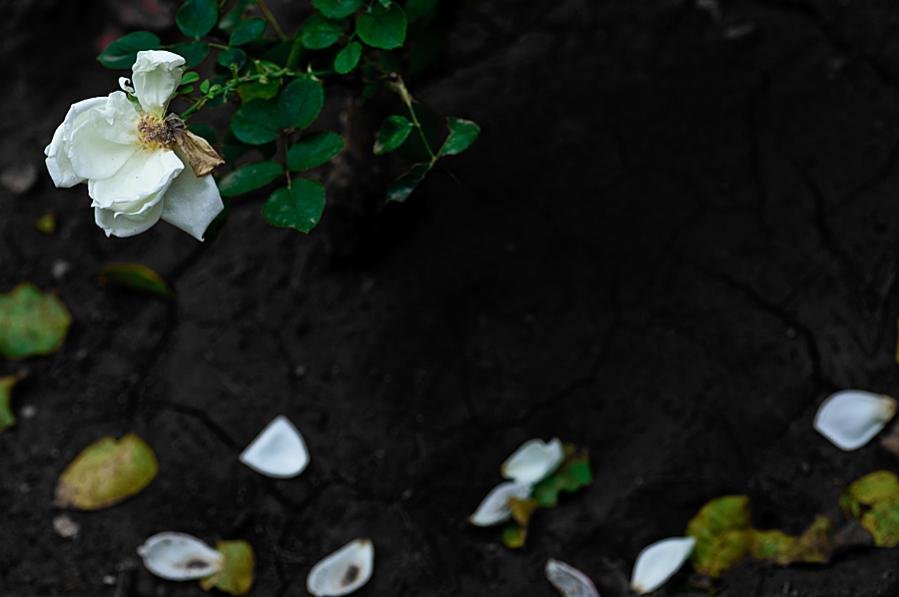 rose_2.jpg