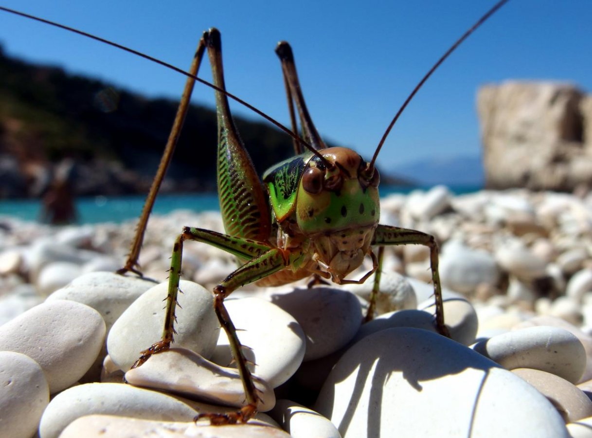 monster.jpg monster.jpg