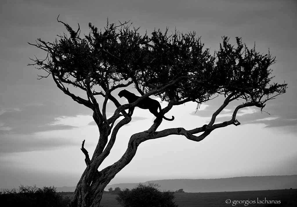 Leopard tree.jpg