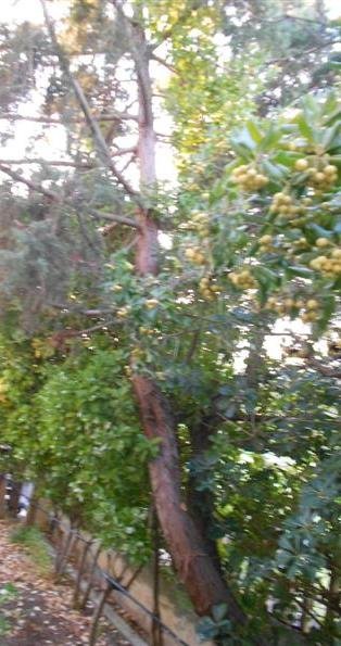 DSCN1480 (Medium).JPG