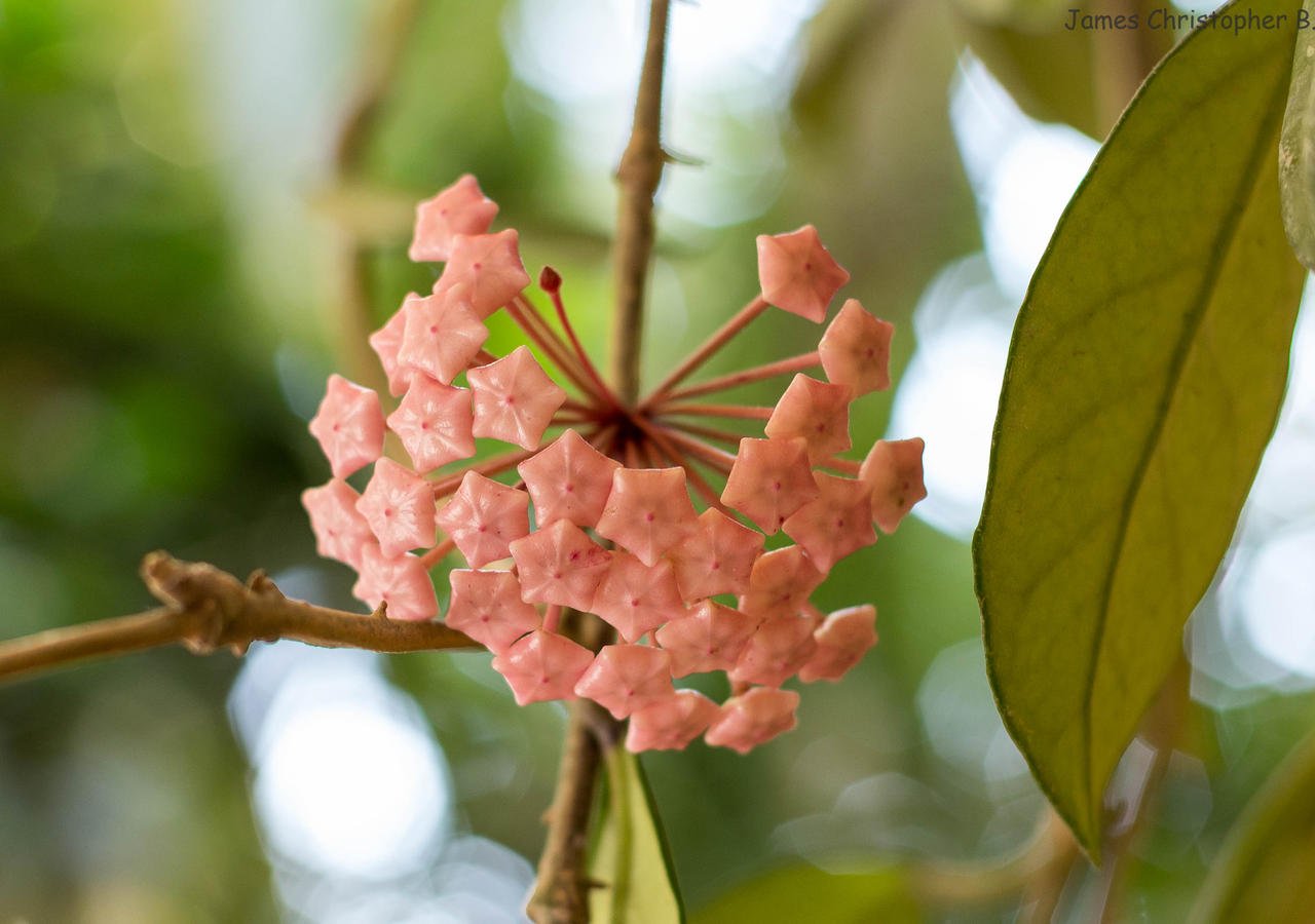 strange flower 2.jpg