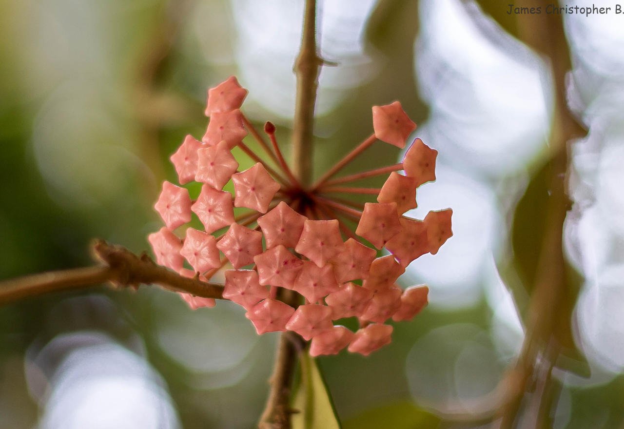 strange flower 1.jpg