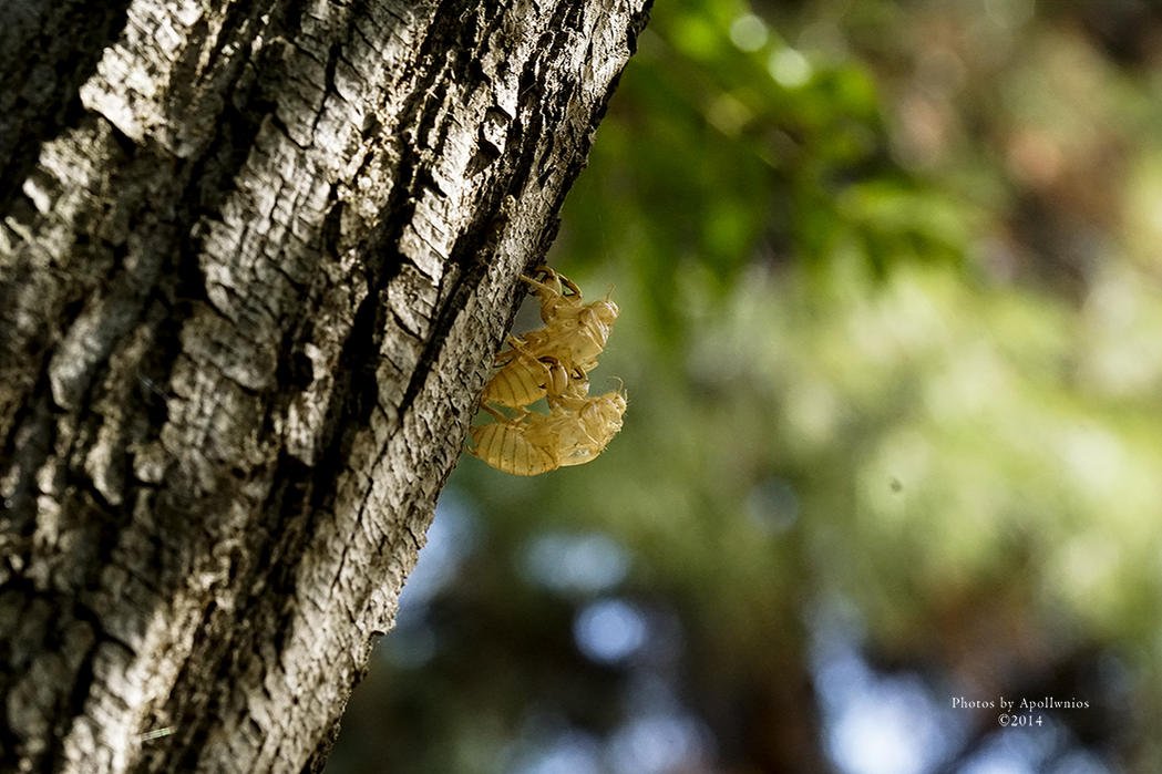 cicada web.jpg