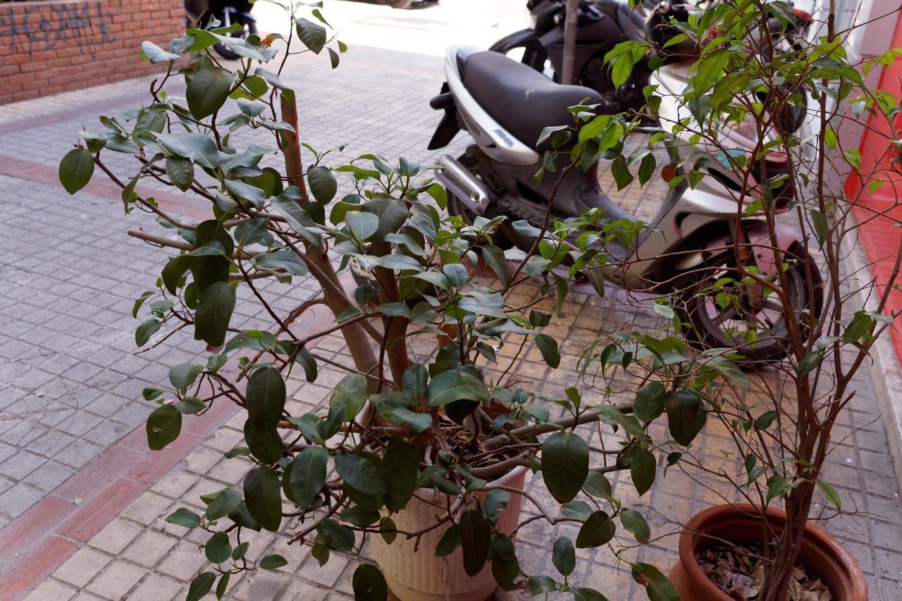 DSC00176_DxO sigma.jpg