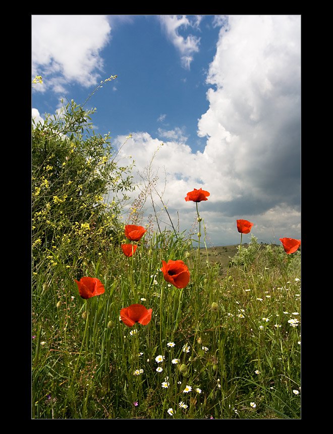 poppies.jpg