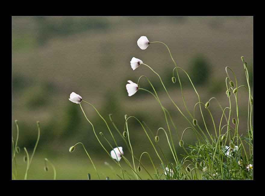 white-poppies.jpg