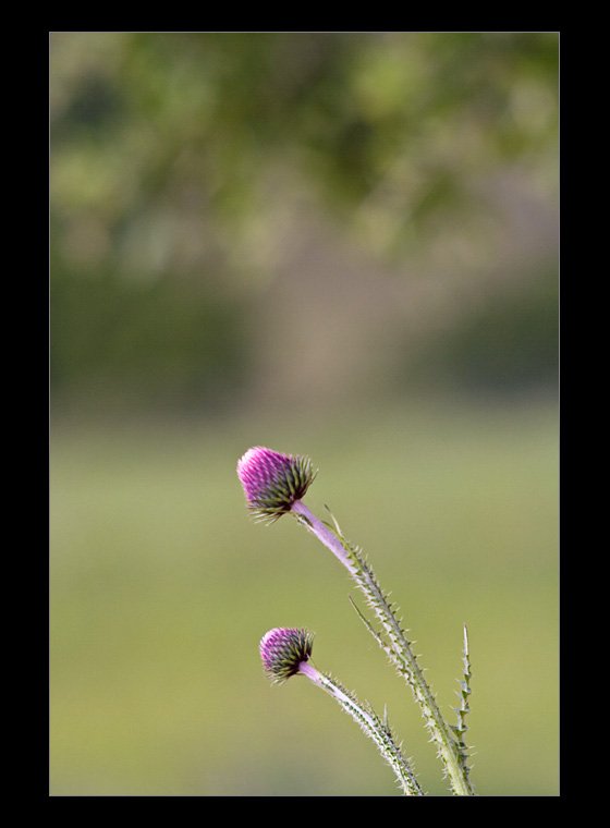 thistle.jpg