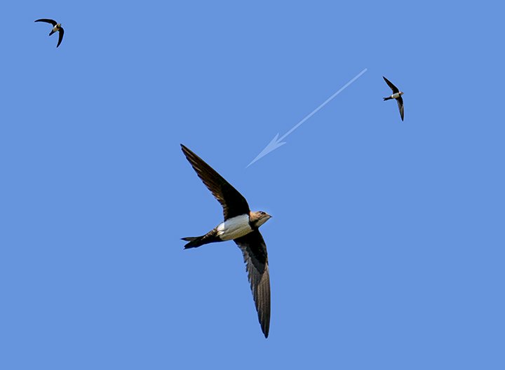 _DSC7822.jpg _DSC7822.jpg