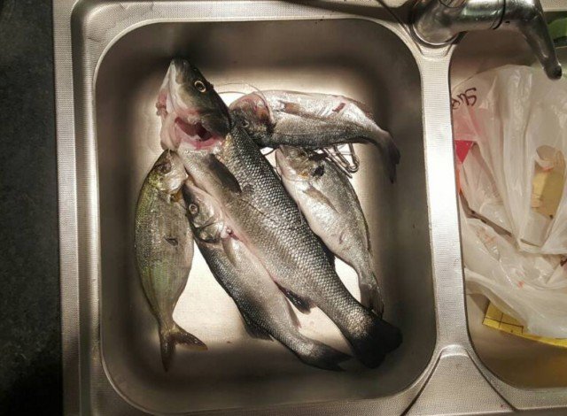 ΓΒ»ΓΒ±Γβ¦ΓΒΓΒ±ΓΒΊΓΒΉΓΒ± ΓβΓΖΓΒΉΓβ¬ΓΒΏΓβ¦ΓΒΓΒ΅Γβ 1.jpg