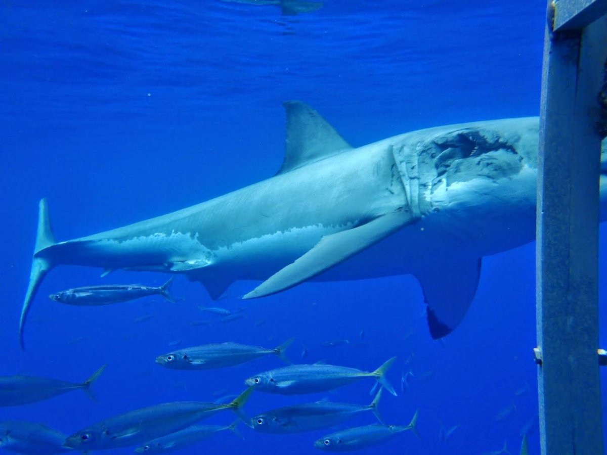 Guadelupe 09-16-2012.jpg