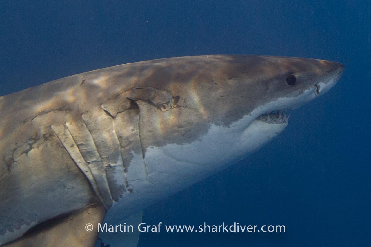 Guadelupe 09-01-2014.jpg