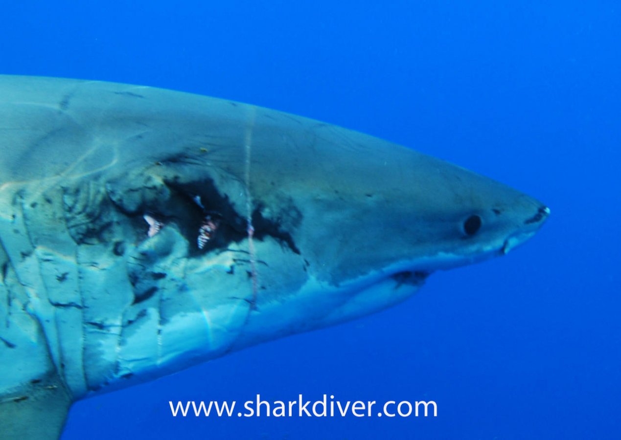 Guadalupe 09-15-2012.jpg