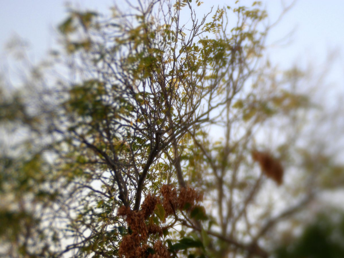 _1040747.jpg _1040747.jpg