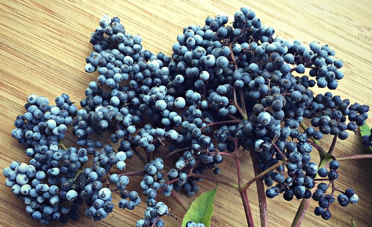 elderberries-close-up.jpg
