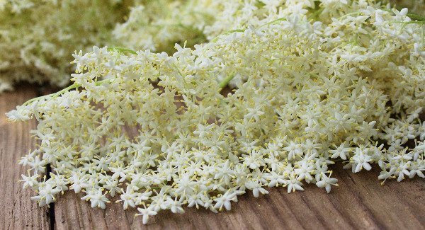 elderflower_table_close600_325.jpg