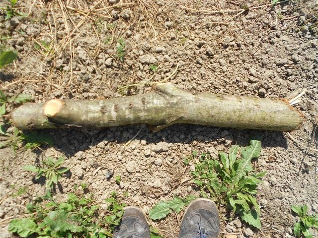 DSCN1643 (Small).JPG