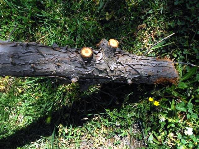 DSCN1645 (Small).JPG