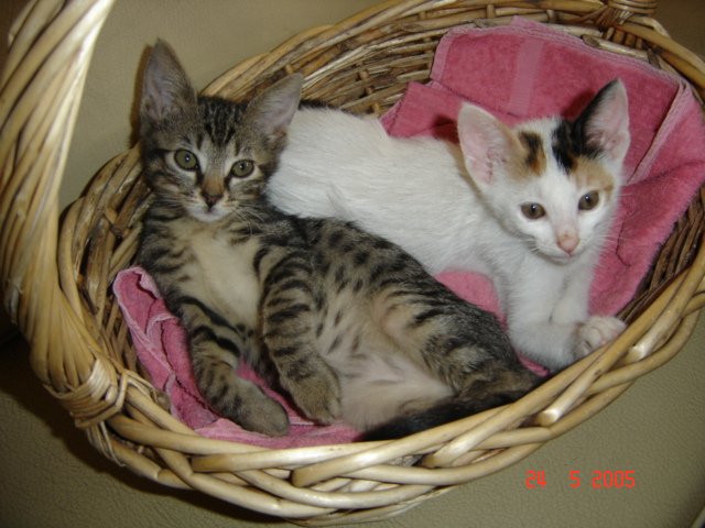 ESMA+SULFIKAR (1).JPG