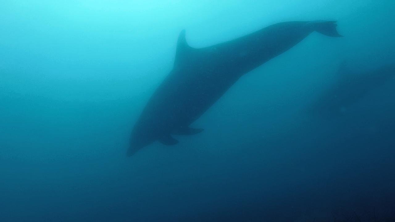 Dolphin.jpg