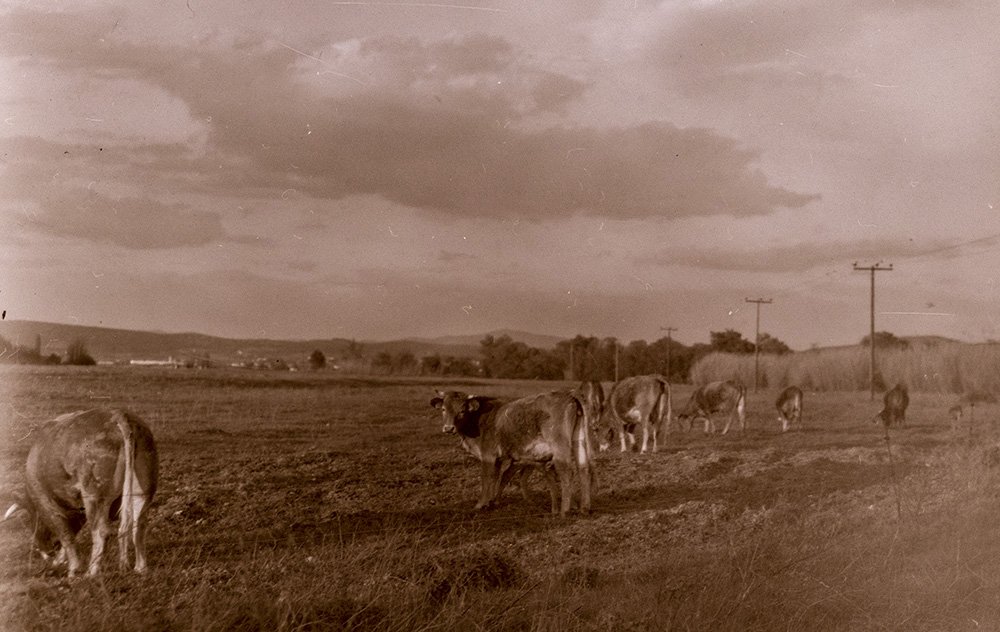 P3740306bcrops.jpg