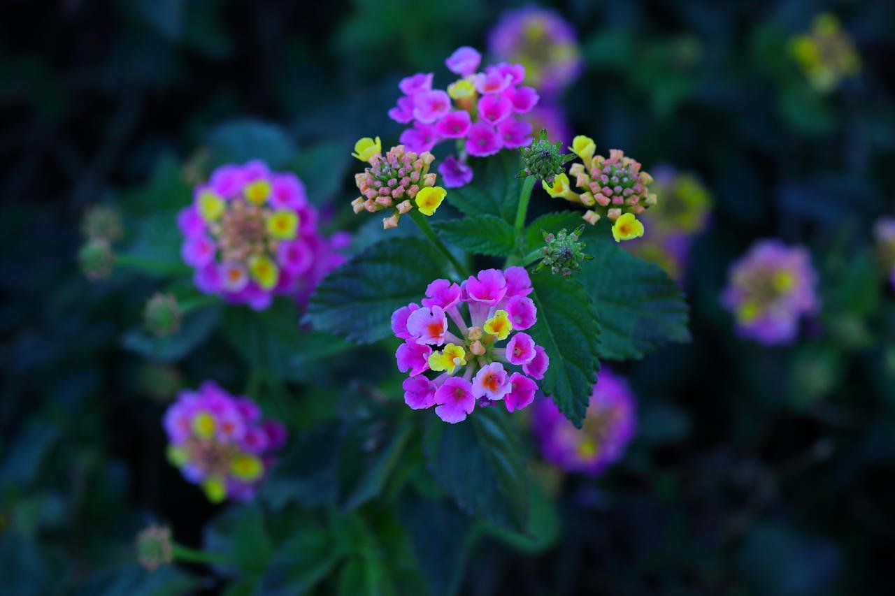 IMG_5110_edit.jpg