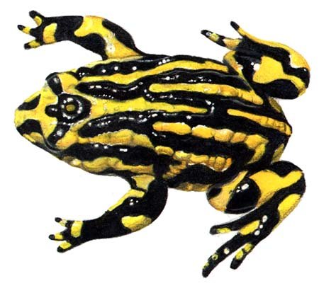 Corroboree_Frog.jpg