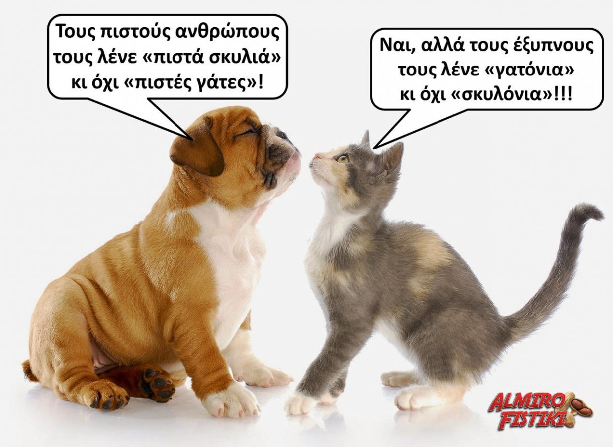 20170602_almirofistiki_dogs-and-cats.jpg