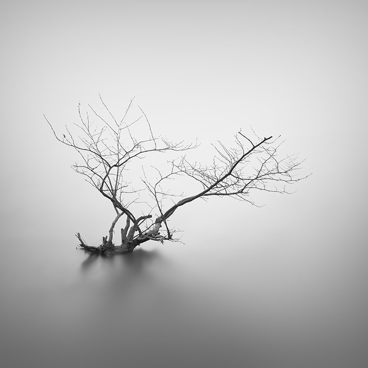 3. lysis_R.jpg 3. lysis_R.jpg