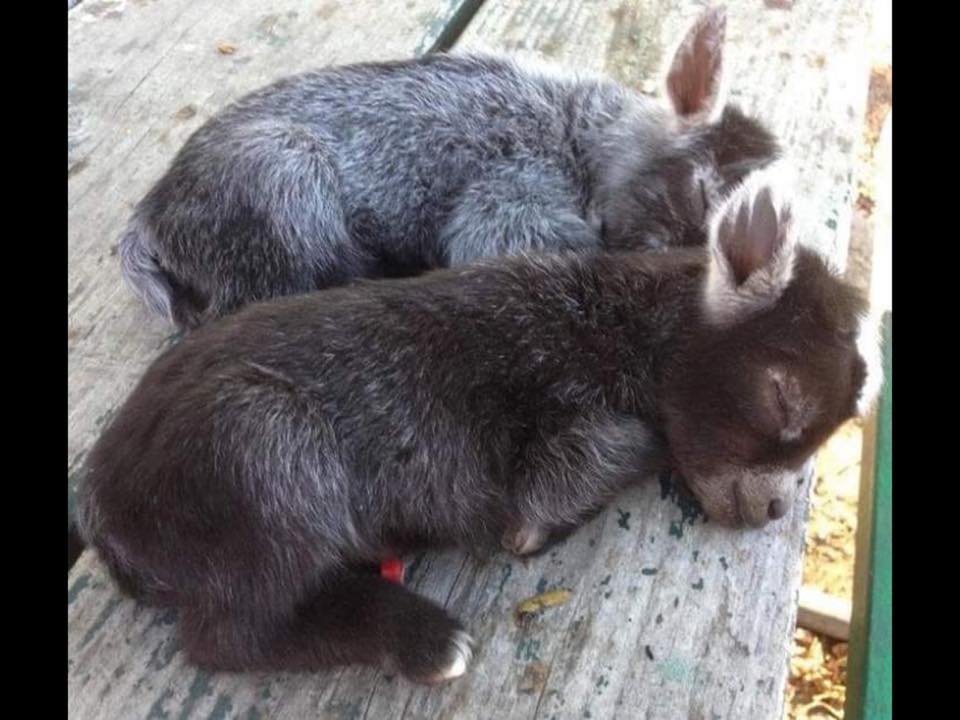 65380108_2251768084860590_8581435551800885248_n.jpg 65380108_2251768084860590_8581435551800885248_n.jpg