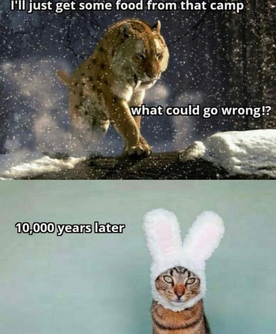 tiger cat.jpeg