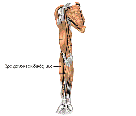 e13p01.gif