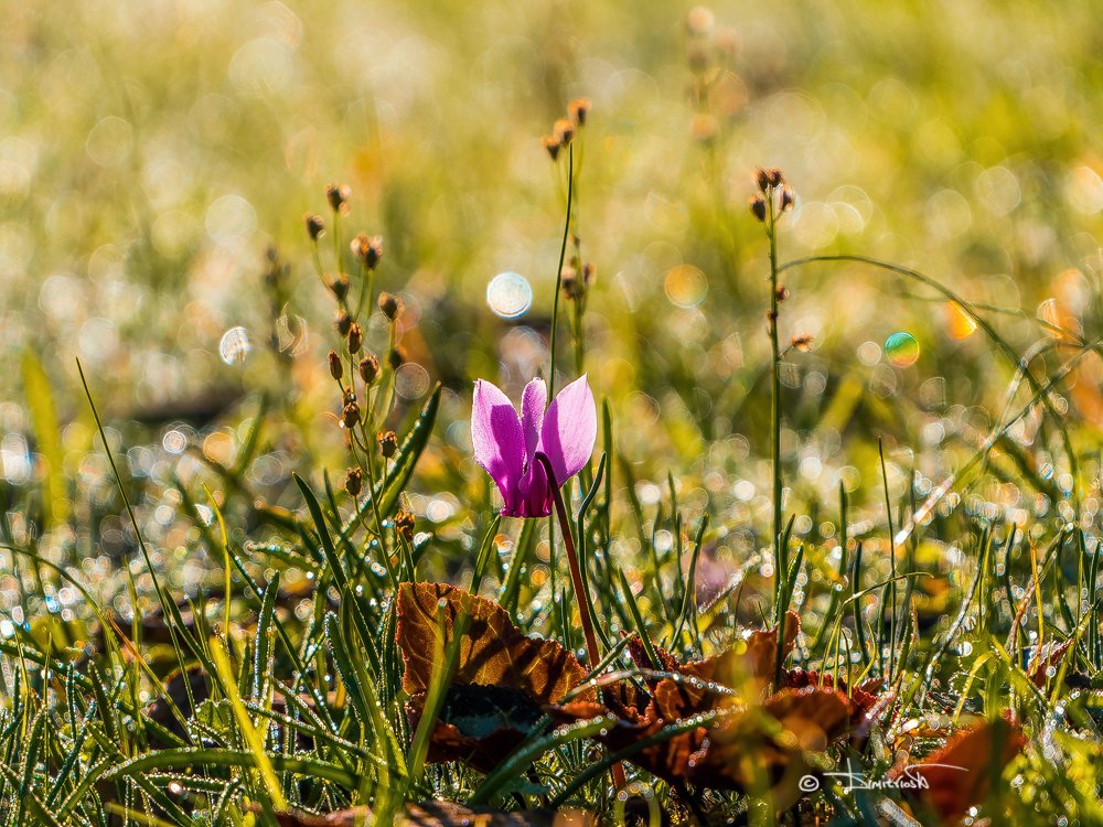 _1050366_DxO-G130AF - Copy_WM.jpg