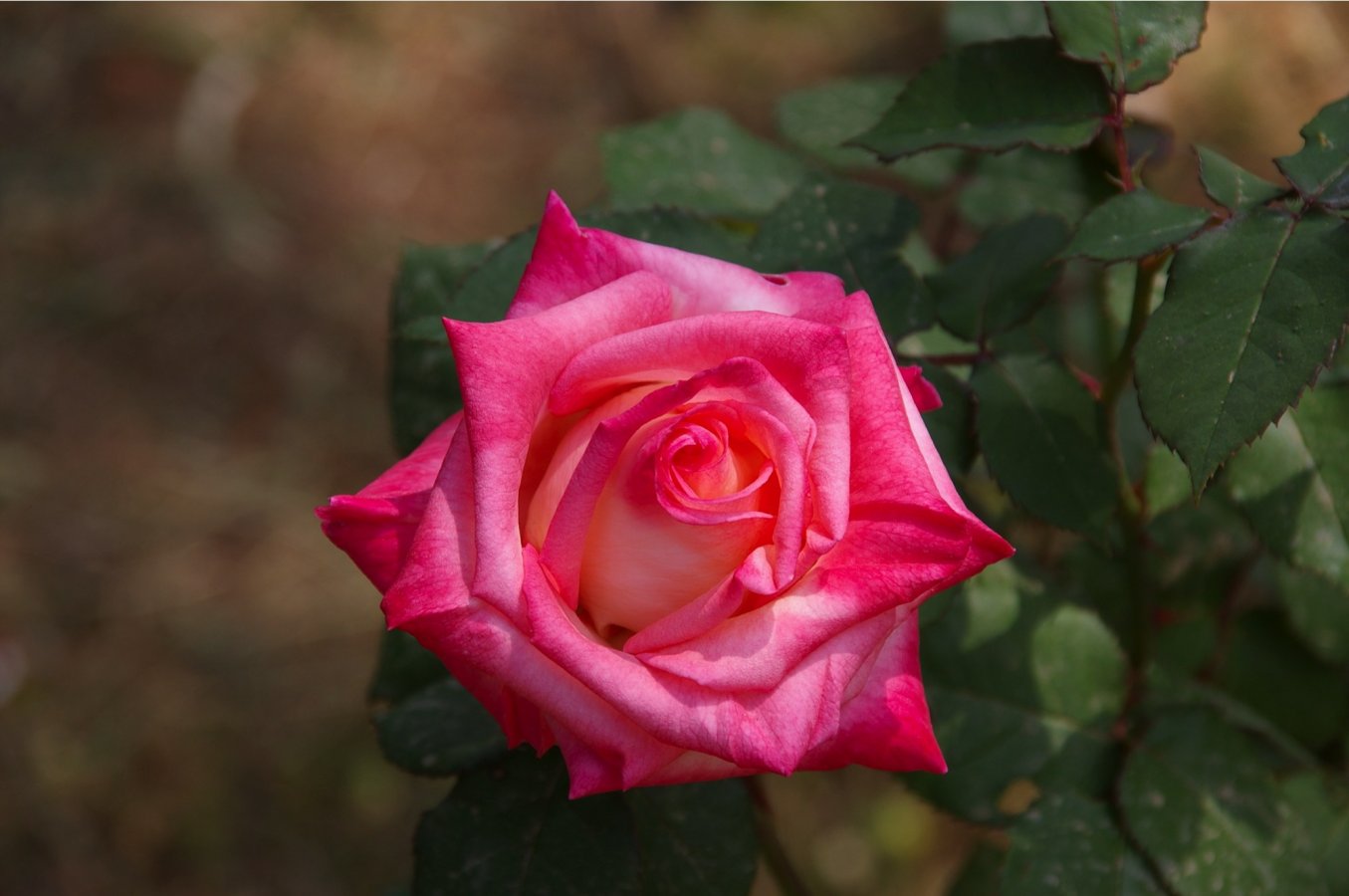IMGP0306.jpg