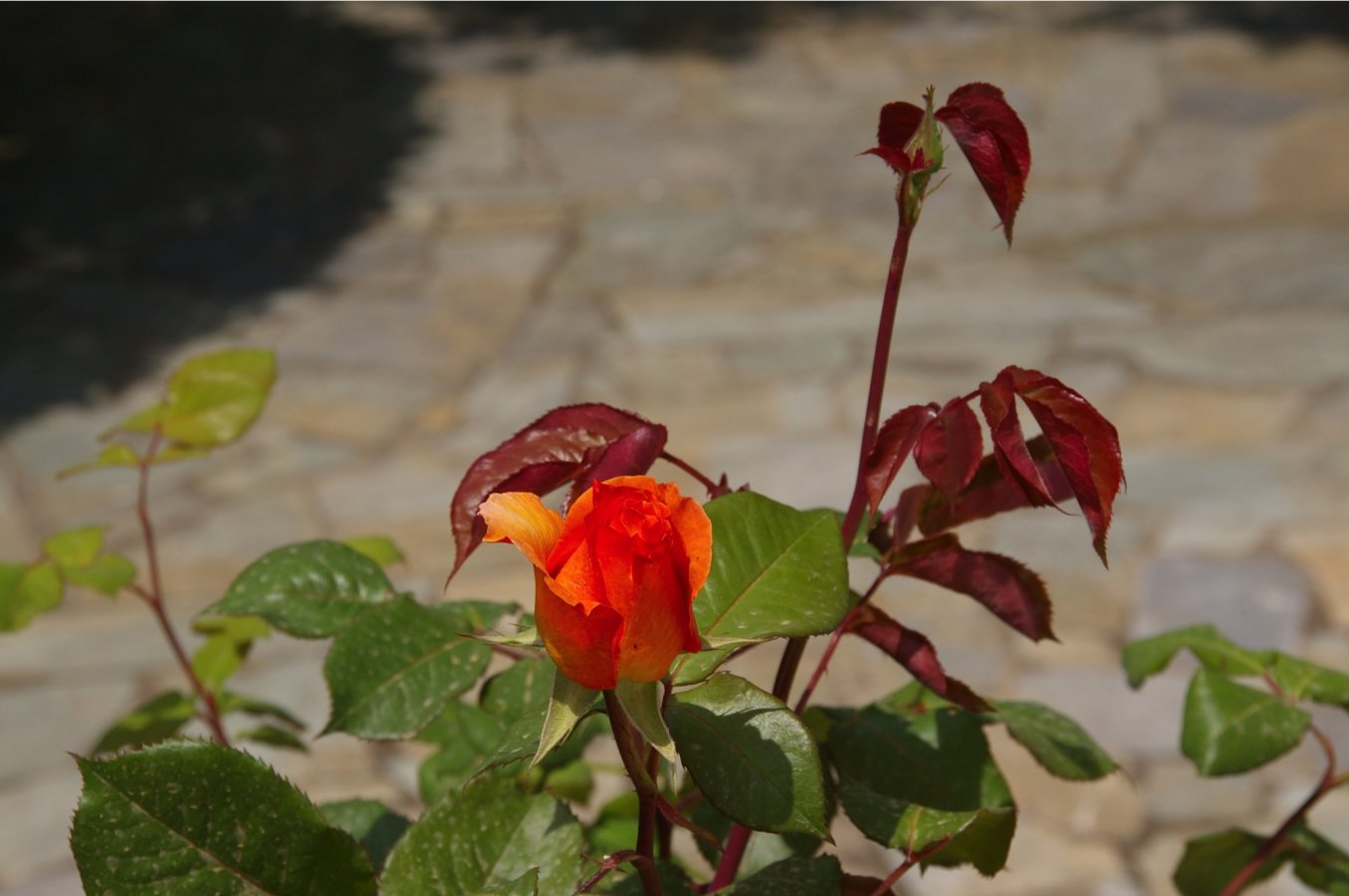 IMGP0310.jpg