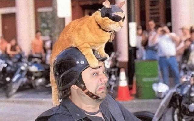 biker%20cat.jpg