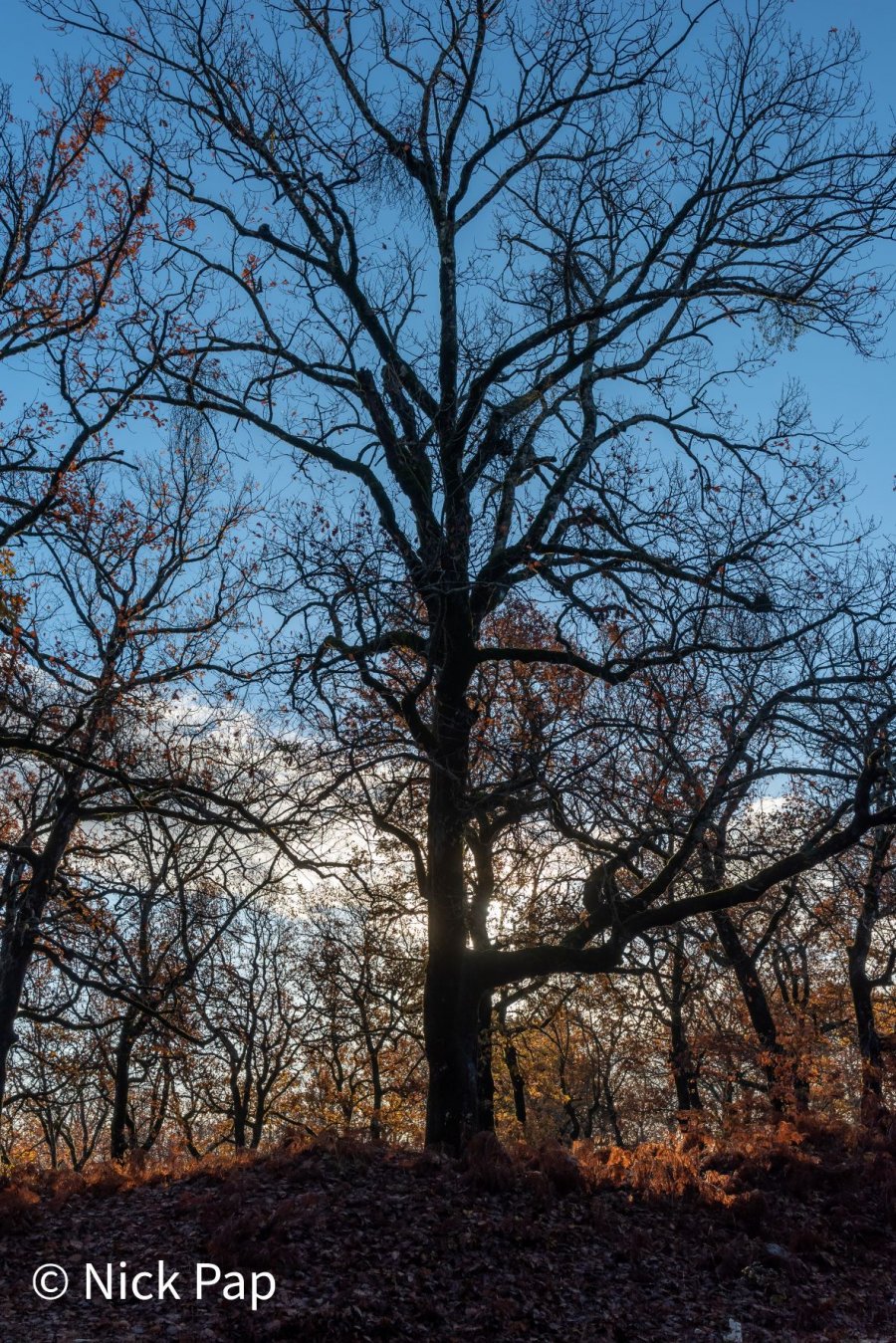 DSC_0221.jpg