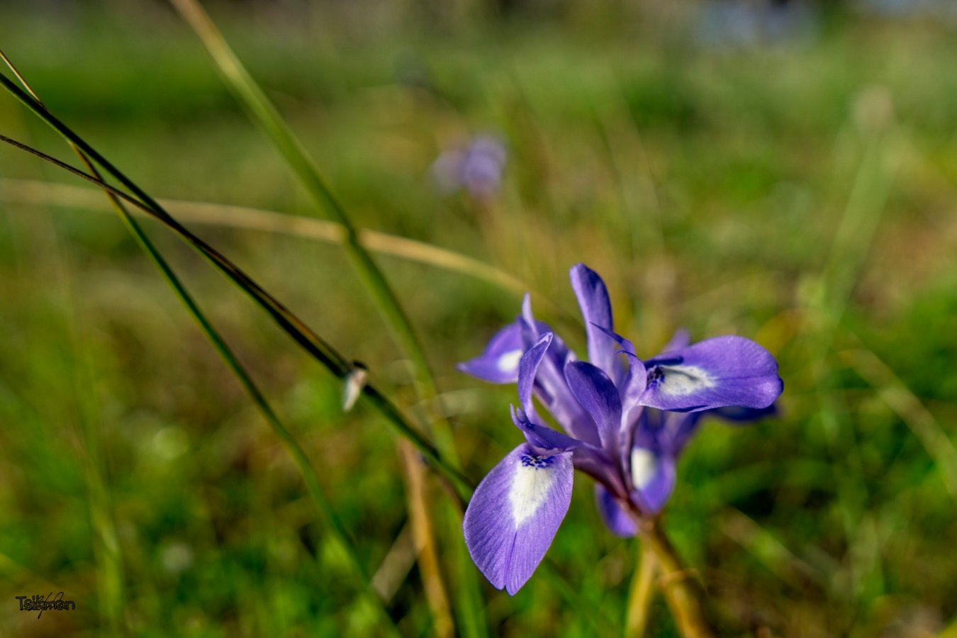 DSC00112.jpg