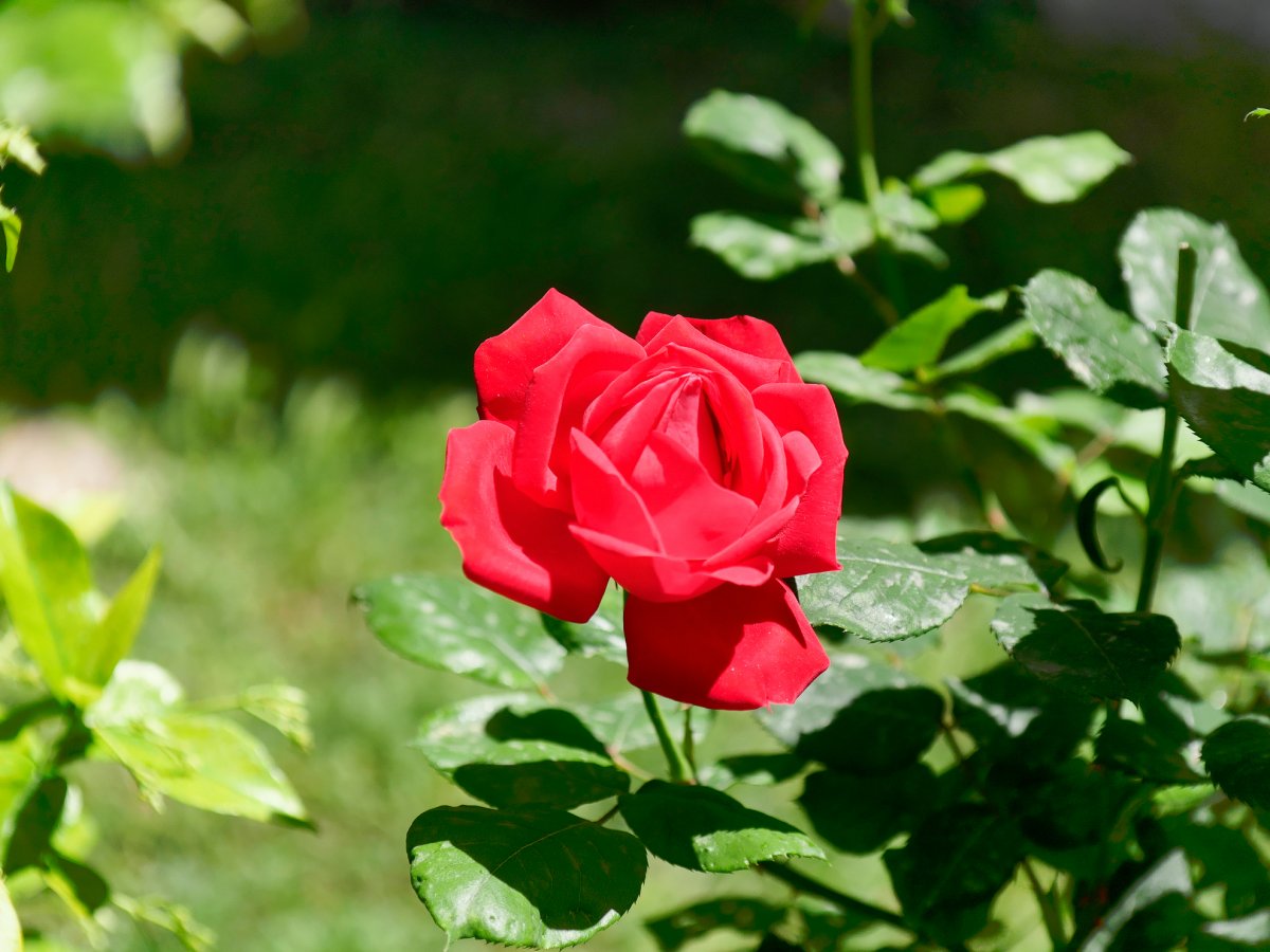 _1053900_DxO copy.jpg