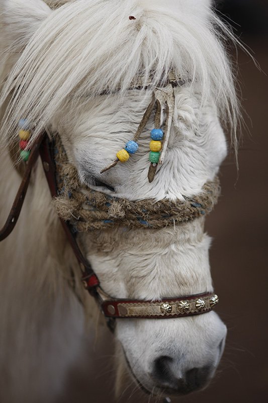 Horse_1156_web.jpg Horse_1156_web.jpg