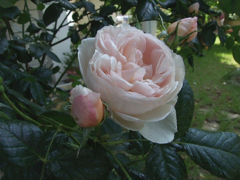 2008_05180033.JPG