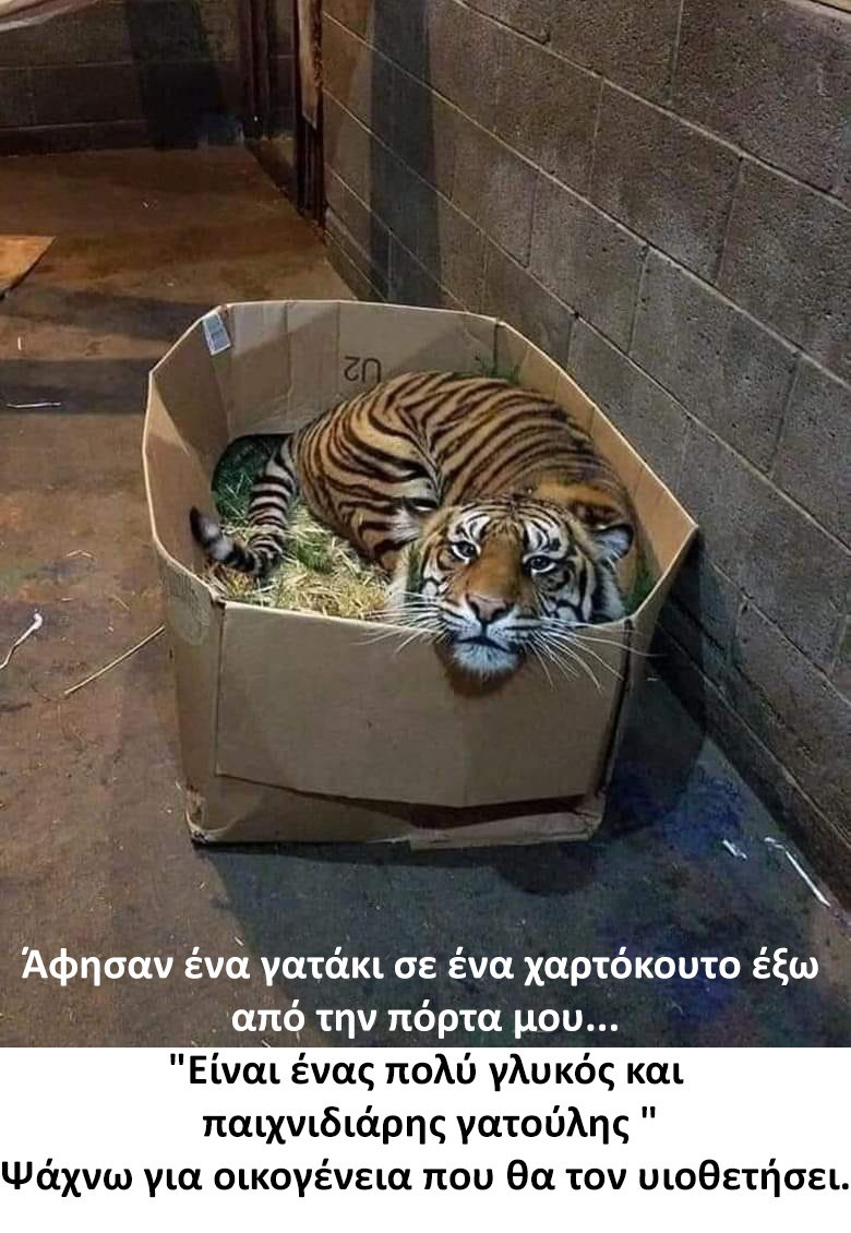 catt.jpg