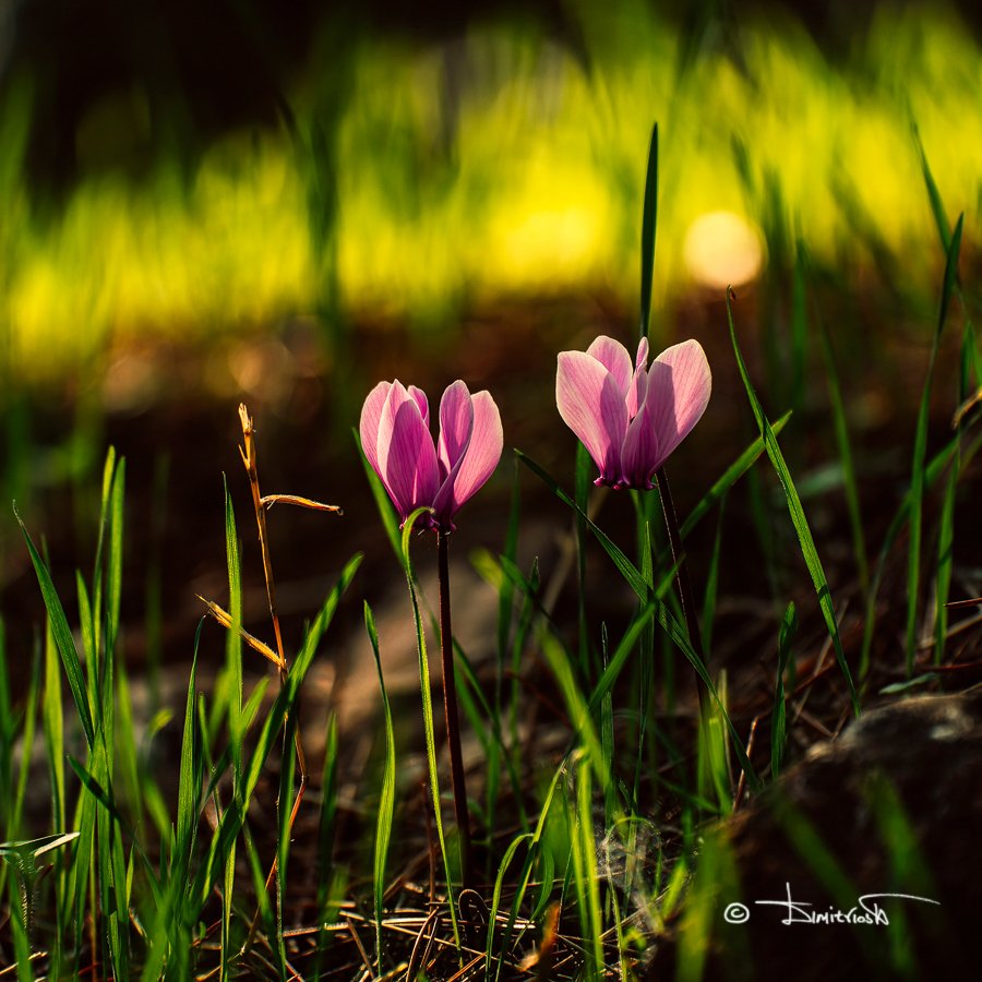 _1054769_DxO_ST copy_WM.jpg