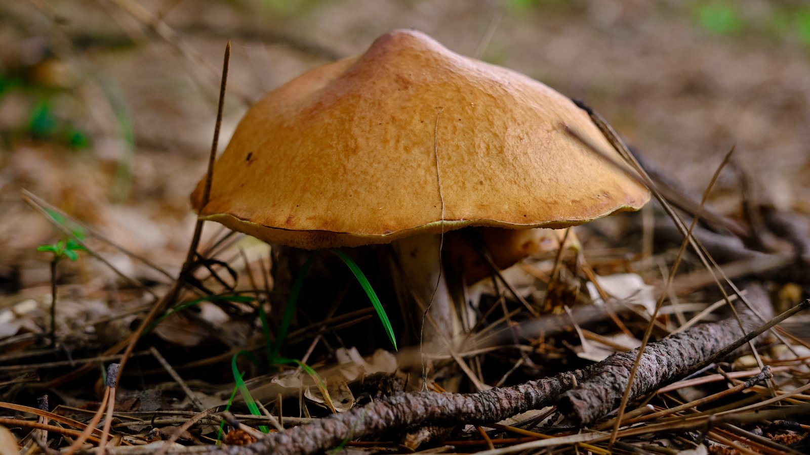 DSCF2869.jpg