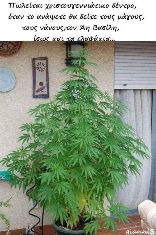 xmas treee.jpg