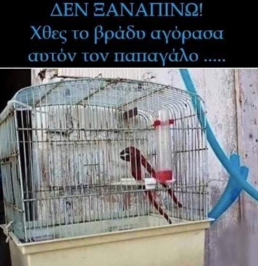 παπαγάλος.jpg