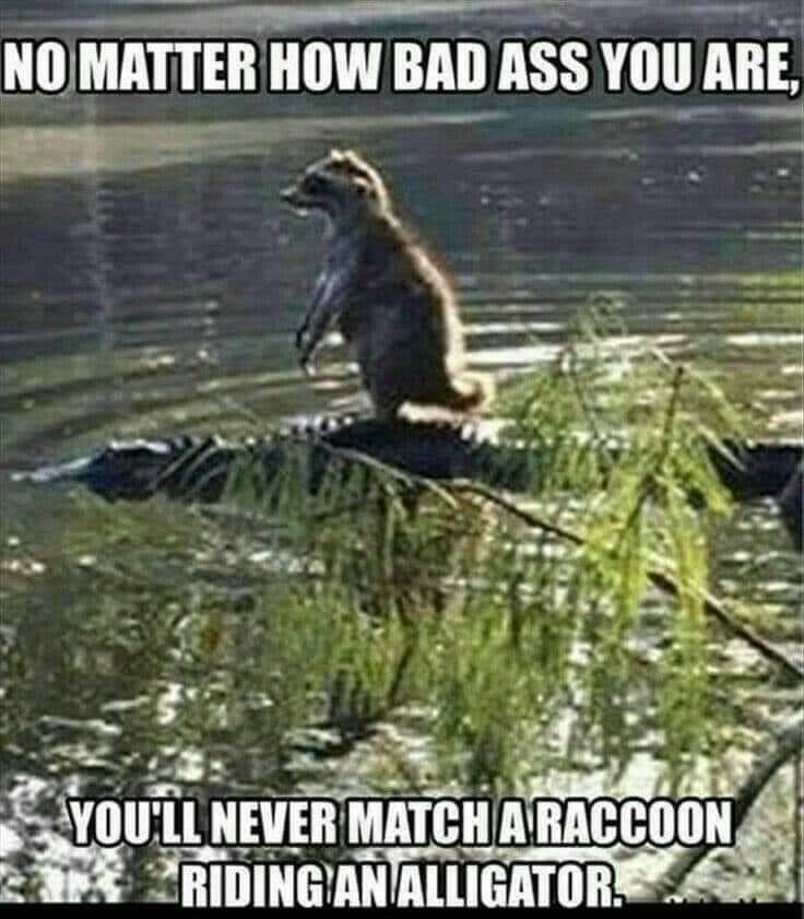 animal-no-matter-bad-ass-are-never-matcha-raccoon-riding-an-alligator.jpg